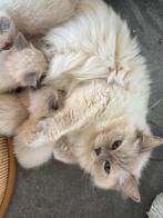 Ragdoll x Nebelung poesjes katertjes kittens Bluepoint, Meerdere dieren, Gechipt, 0 tot 2 jaar