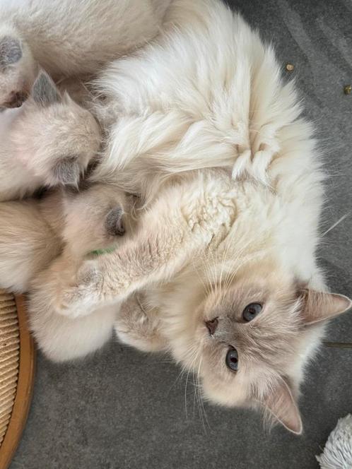 Ragdoll x Nebelung poesjes katertjes kittens Bluepoint, Dieren en Toebehoren, Katten en Kittens | Raskatten | Langhaar, Meerdere dieren