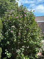 STEKJES hibiscus, Tuin en Terras, Planten | Struiken en Hagen, Ophalen, Overige soorten, Minder dan 100 cm