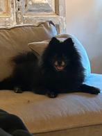 Pomeriaantje, Dieren en Toebehoren, 6 jaar of ouder, Reu, Eén hond, Nederland