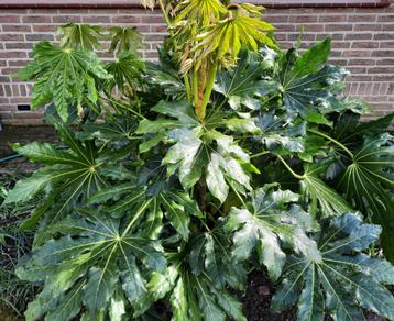 Vingerplant, Fatsia Japonica, zeer grote plant