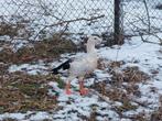 Andes gans vrouw te koop, Dieren en Toebehoren, Meerdere dieren, Gans of Zwaan