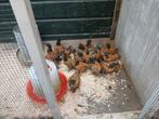 Vorwerk kuikens, Dieren en Toebehoren, Pluimvee, Geslacht onbekend, Kip