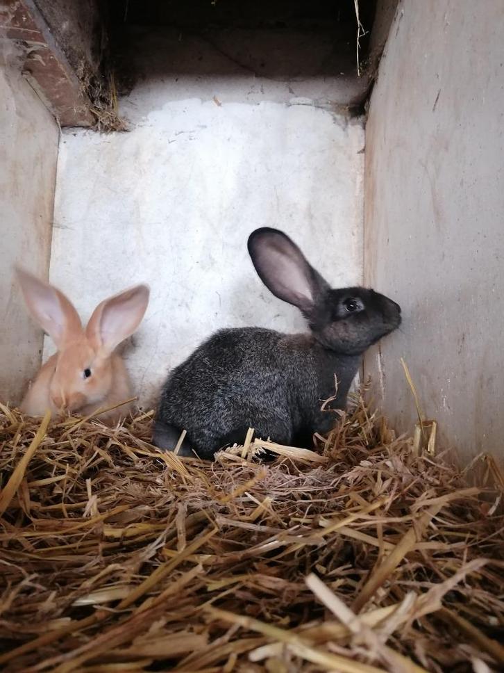 Vlaamse reuzen, Dieren en Toebehoren, Konijnen, Groot, Meerdere dieren, 0 tot 2 jaar