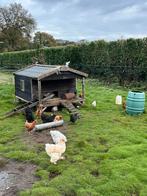 5 wyandotte en boerderij kippen, Dieren en Toebehoren, Meerdere dieren, Kip