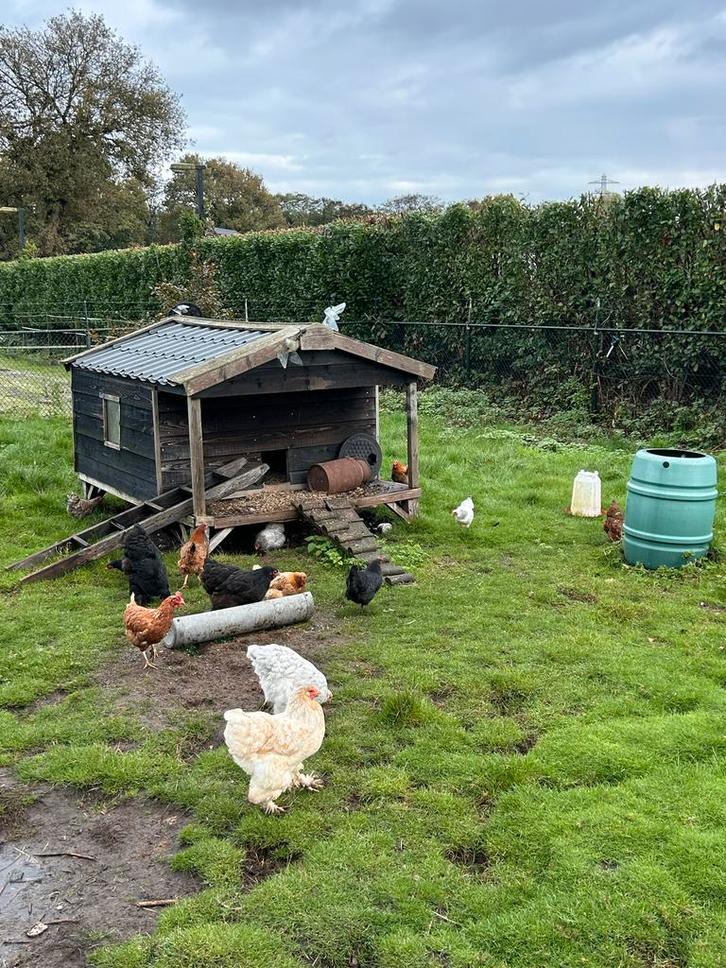 5 wyandotte en boerderij kippen, Dieren en Toebehoren, Pluimvee, Kip, Meerdere dieren