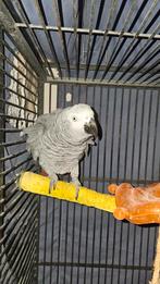 Grijzeroodstaart Papegaai, man 13 jaar, Dieren en Toebehoren, Vogels | Parkieten en Papegaaien, Mannelijk, Papegaai, Pratend
