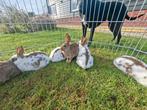 Leuke jonge konijnen te koop., Dieren en Toebehoren, Ophalen, Zo goed als nieuw