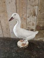 opgezette witte eend ``WOONWINKEL RUSTIEK``, Verzamelen, Dierenverzamelingen, Ophalen of Verzenden, Zo goed als nieuw, Vogel, Opgezet dier