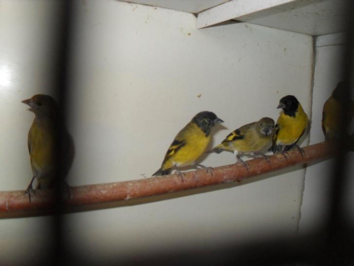 mooi kerst cadeau, Dieren en Toebehoren, Vogels | Overige Vogels, Geslacht onbekend