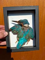 opgezette ijsvogel, Verzamelen, Ophalen of Verzenden, Zo goed als nieuw, Vogel, Opgezet dier