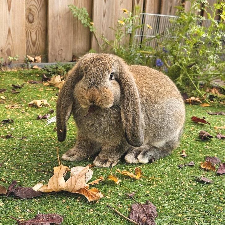 Franse / Duitse hangoor rammetjes mogen verhuizen, Dieren en Toebehoren, Konijnen, Groot, Meerdere dieren, Hangoor