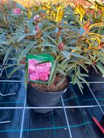 Rhododendron ponticum graziella, Ophalen, Overige soorten, Halfschaduw