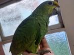 Amazone bodini papegaai, Dieren en Toebehoren, Papegaai, Geringd