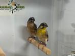 Citroenborst edelzanger - Serinus citrinipectus, Dieren en Toebehoren, Vogels | Overige Vogels, Meerdere dieren, Tropenvogel, Geringd