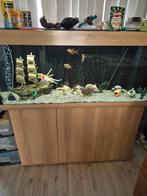 Compete aquarium te koop, Ophalen, Gevuld zoetwateraquarium