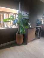 Kunstof bananen plant mag snel weg, Overige soorten, 100 tot 250 cm, Ophalen, Volle zon