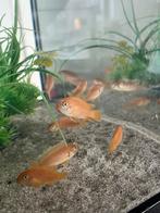 Malawi cichliden babys, Dieren en Toebehoren, Vissen | Aquariumvissen, Vis
