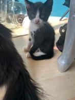 Te koop, Dieren en Toebehoren, Katten en Kittens | Overige Katten, Meerdere dieren, Kortharig, 0 tot 2 jaar