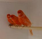 Te koop roodvetsof kanaries, Dieren en Toebehoren, Meerdere dieren, Kleurkanarie