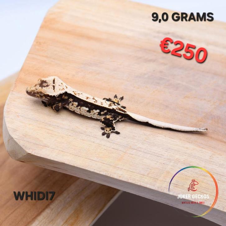 Wimpergekko Correlophus ciliatus JOKERGECKOS