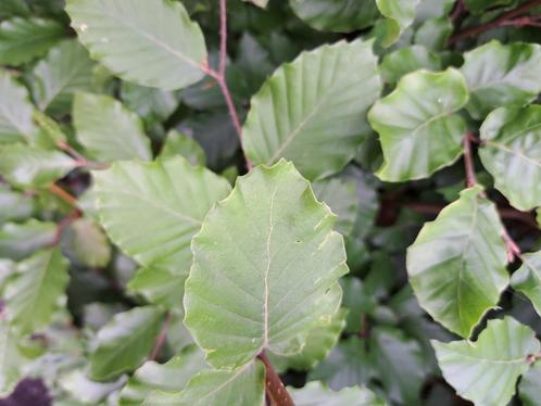 75 Groene Beukenhaag 100-125 cm – Fagus sylvatica, Tuin en Terras, Planten | Struiken en Hagen, Haag, Beukenhaag, 100 tot 250 cm