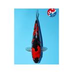 Hq female goshiki new bij Heeschkoi, Karper of Koi
