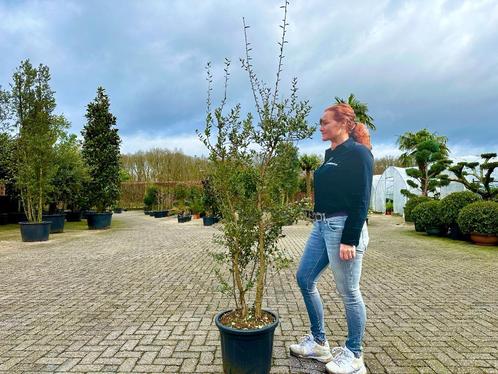 Meerstammige kurkeik - Quercus suber struik 140/160 cm!!!, Tuin en Terras, Planten | Bomen, Overige soorten, 100 tot 250 cm, Volle zon