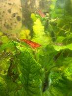 Rode vuur garnaaltjes, Kreeft, Krab of Garnaal, Zoetwatervis