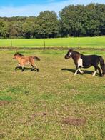 Zwartbonte merrie met veulen, Dieren en Toebehoren, Pony's, Merrie, A pony (tot 1.17m)