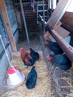 Broedeieren van de marans kippen  .een euro  per stuk, Dieren en Toebehoren, Pluimvee, Geslacht onbekend, Kip