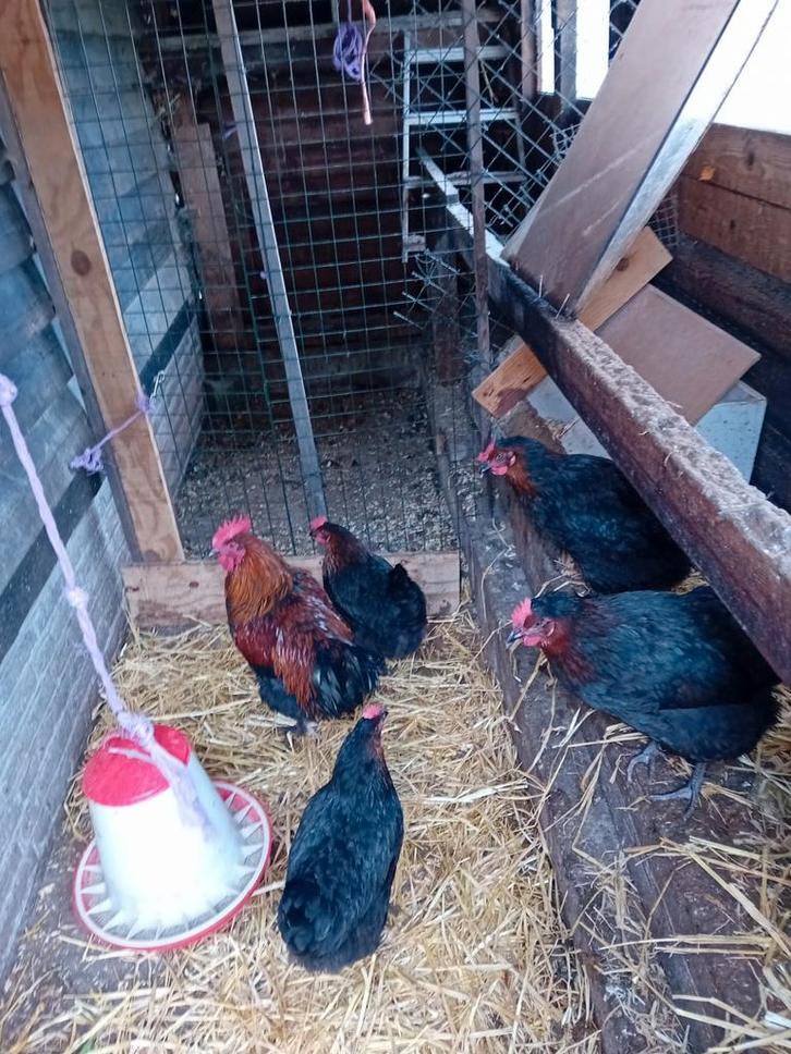 Broedeieren van de marans kippen  .een euro  per stuk, Dieren en Toebehoren, Pluimvee, Kip, Geslacht onbekend