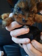 Hele lieve kleine Yorkshire terriër pups te koop, Dieren en Toebehoren, Yorkshire Terriër, CDV (hondenziekte), 8 tot 15 weken