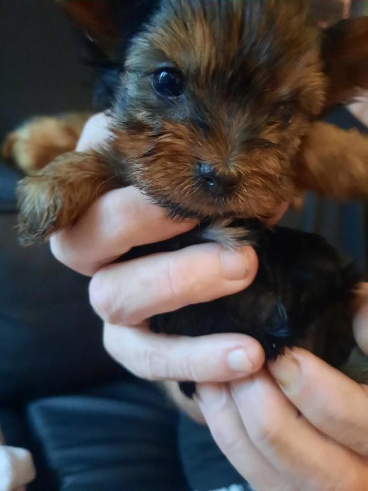 Hele lieve kleine Yorkshire terriër pups te koop, Dieren en Toebehoren, Honden | Jack Russells en Terriërs, Meerdere dieren, Yorkshire Terriër