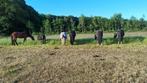 24/7 pensionstal aan bos, Dieren en Toebehoren, Stalling en Weidegang, Weidegang, 1 paard of pony