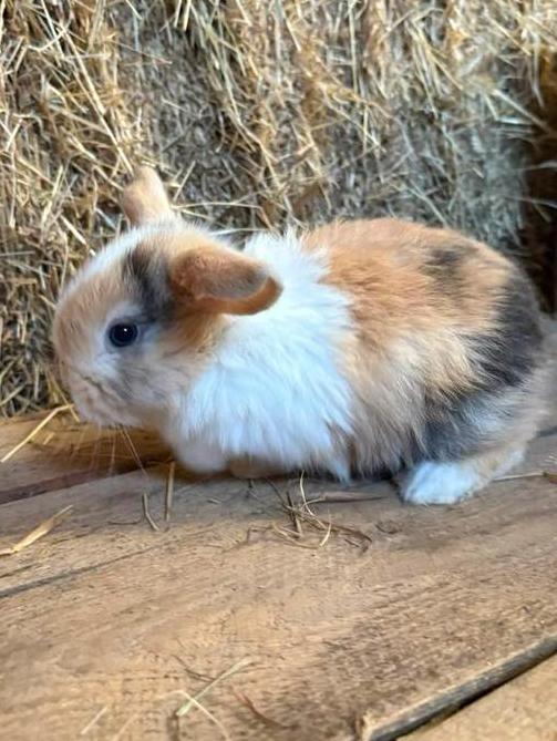 Prachtige NHDxMinilop 🩵, Dieren en Toebehoren, Konijnen, Dwerg, Mannelijk, 0 tot 2 jaar, Hangoor