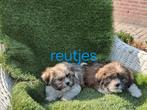 Te koop mooie speelse boomer pups, Dieren en Toebehoren, Overige rassen, CDV (hondenziekte), 8 tot 15 weken, Meerdere