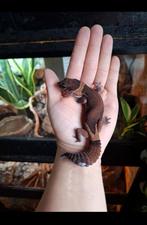 Vetstaartgekko man, Dieren en Toebehoren, Reptielen en Amfibieën, Slang, 0 tot 2 jaar