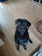 Labrador/stabij, Dieren en Toebehoren, 15 weken tot 1 jaar, Teef, Parvo, Eén hond