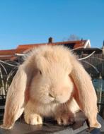 Raszuivere Franse hangoor konijnen, Dieren en Toebehoren, Konijnen, Meerdere dieren, Groot, Hangoor