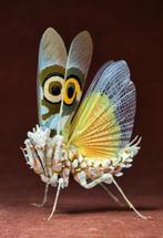 Spiny flower mantis, Pseudocreobotra Wahlbergii, Sprinkhaan of Krekel