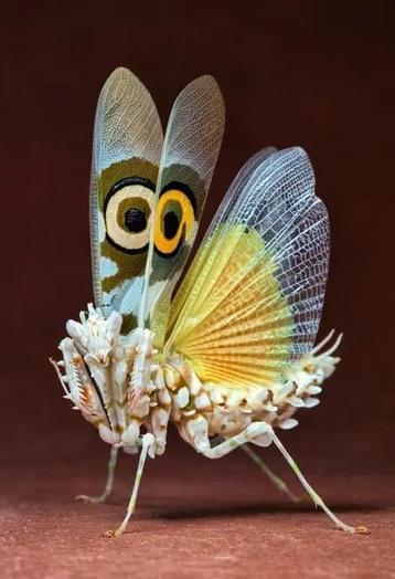 Spiny flower mantis, Pseudocreobotra Wahlbergii  beschikbaar voor biedingen