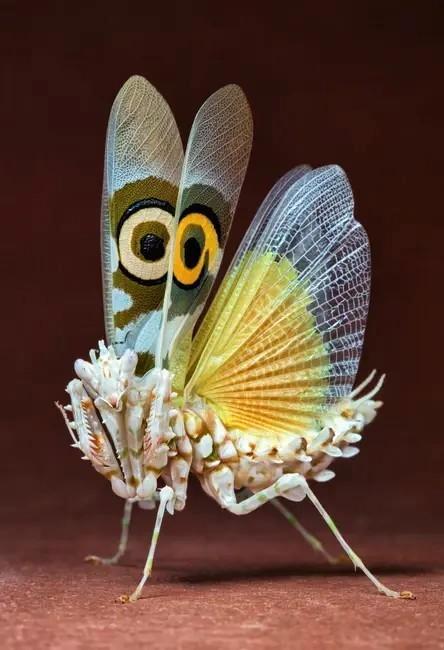 Spiny flower mantis, Pseudocreobotra Wahlbergii, Dieren en Toebehoren, Insecten en Spinnen, Sprinkhaan of Krekel