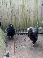 Kippen te koop, Dieren en Toebehoren, Vrouwelijk, Kip