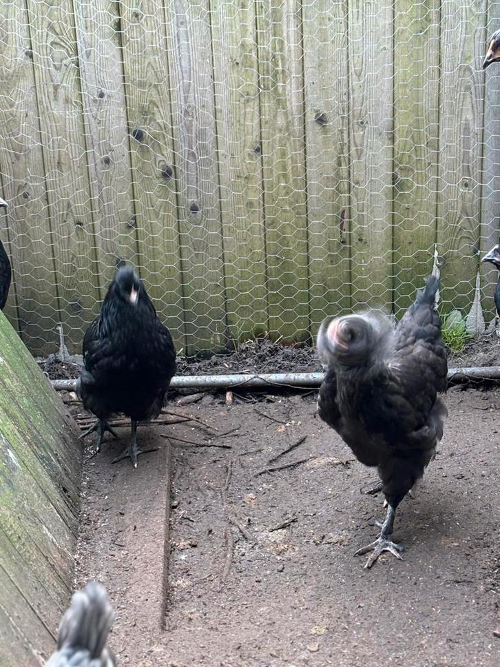 Kippen te koop, Dieren en Toebehoren, Pluimvee, Kip, Vrouwelijk