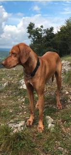 Gouden mand voor Vizsla aangeboden, Ophalen