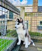 Siberische husky Teefje te koop, Dieren en Toebehoren, Honden | Poolhonden, Keeshonden en Oertypen, Particulier, Rabiës (hondsdolheid)