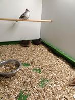 Koppel Chinese dwergkwartels, Dieren en Toebehoren, Vogels | Overige Vogels, Meerdere dieren