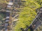 Sesleria automnalis vanaf 1 euro per stuk, Ophalen of Verzenden, Overige soorten, Volle zon