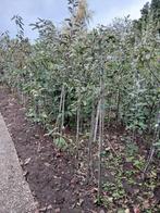 Fruitbomen ( hobbykweker, Vanaf €6.50,-), Tuin en Terras, Planten | Fruitbomen, Ophalen, Appelboom, Lente